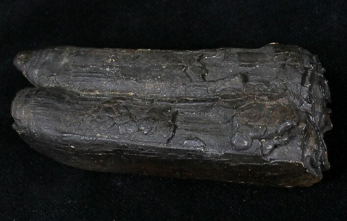 Pleistocene Aged Fossil Horse Tooth - Florida #21828